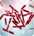 Bacillus clausii