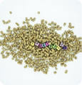 Bacillus coagulans