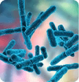 Bacillus indicus HU36™